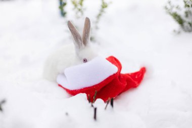Beyaz tavşan, karda yatan kırmızı Noel Baba şapkasına bakıyor. Noel tavşanı