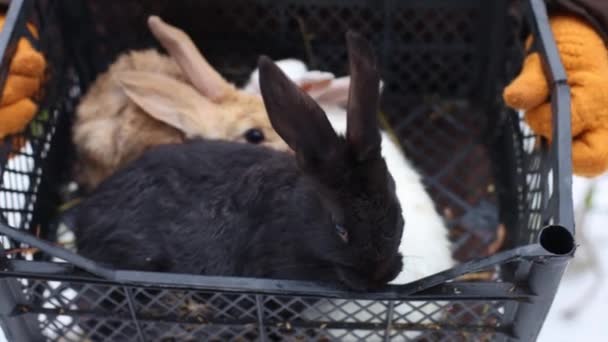 Sepette Farklı Renkte Tavşanlar Var Görüntü — Stok video