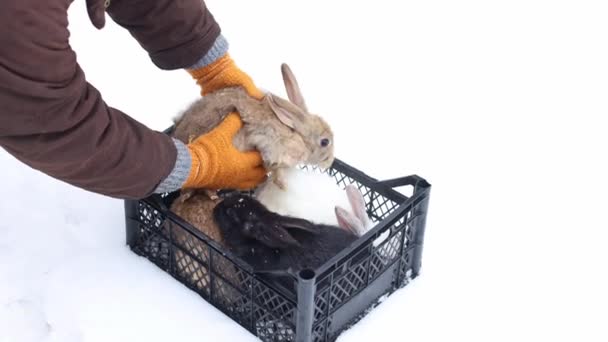 Farmer Putting Rabbit Basket Farm Animals Footage — Stock Video