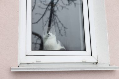 Camdan içeri bakan düşünceli bir kedi. Evde yalnız kedi var.