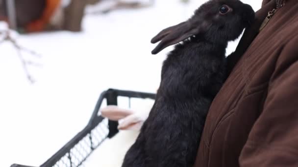 黒いウサギが農夫を嗅ぎつけた ファーマーはウサギとバスケットを保持 農場の動物だ 4K映像 — ストック動画