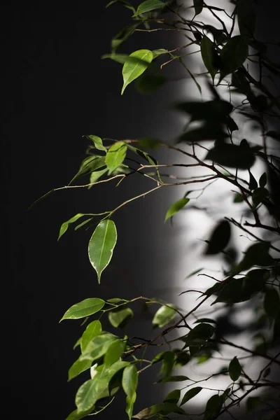 Light and shade. Ficus leaves in the sunbeam with shadow behind it. Selective focus