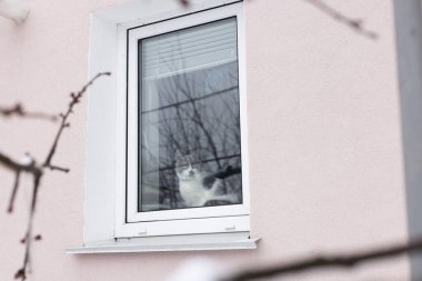Camdan içeri bakan meraklı bir kedi. Evde yalnız kedi var.
