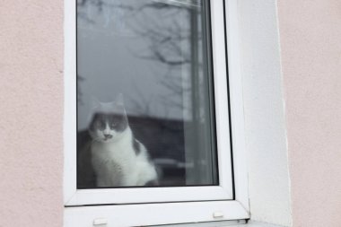 Camdan içeri bakan düşünceli bir kedi. Evde yalnız kedi var.
