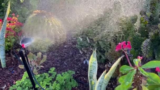 Lawn Irrigation System Lawn Sprinkler Watering Grass Flowers Operation Motion — ストック動画