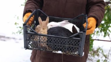 Woman farmer holding basket with rabbits. Farm animals. 4k footage.
