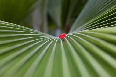 Small red heart on a palm leaf closeup. Depth of field. clipart