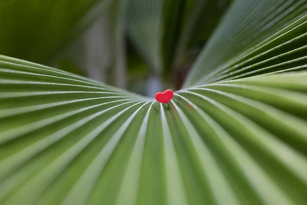Palmiye Yaprağının Üzerindeki Küçük Kırmızı Kalp Alan Derinliği — Stok fotoğraf