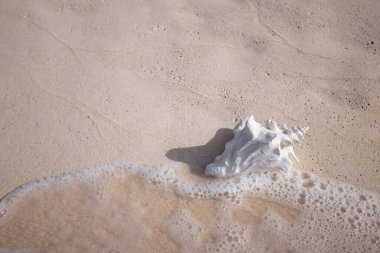 Big white seashell on the sand beach washed by the gentle wave