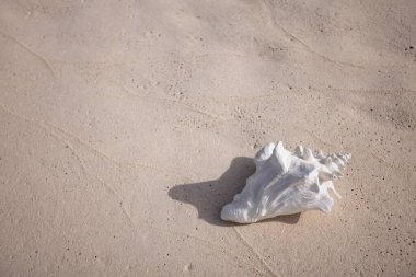 Big white seashell on the sand background. Closeup