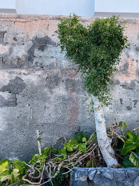 Heart shape tree on the street. Cutting trees and bushes