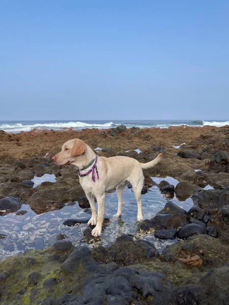 Wet dog after swimming in the ocean walking on rocky beach. Morning walk near ocean.