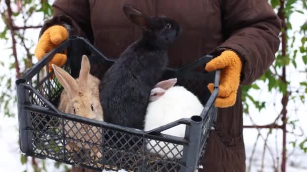 Жінка Тримає Кошик Кроликами Фермерські Тварини Кадри — стокове відео