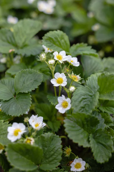 Çiçekli çilek bitkileri. Tarım, bahçıvanlık kavramı