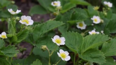 Strawberry plant with flowers. Agriculture, gardening concept. 4k footage