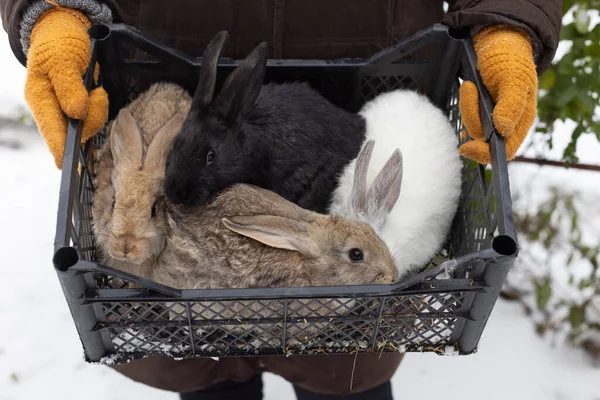 农夫拿着兔子篮子 农场动物 — 图库照片