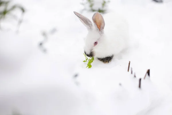 外の雪の上に座って緑の新鮮なパセリを食べる白いウサギ — ストック写真