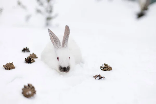 白兔坐在松果间的雪地上 — 图库照片