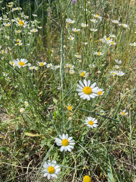 Kwiaty Rumianku Dzikim Polu Rumianek Przyrodzie Słoneczny Dzień Lecznicze Dzikie — Zdjęcie stockowe