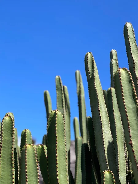 Euforbia Canariensis Nebo Cardon Canario Kaktus Rostliny Pozadí Modré Oblohy — Stock fotografie