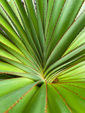 Tropik bitki. Arkaplan için dikenli yeşil palmiye yaprağının soyut görüntüsü. 