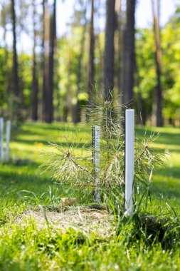 Parktaki bir çam ağacının küçük bir tohumu. Orman ekimi kavramı