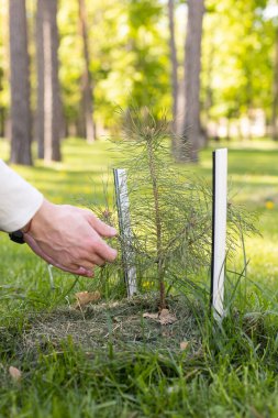 Bir çam ağacının küçük bir tohumu ile insan elleri. Orman ekimi kavramı