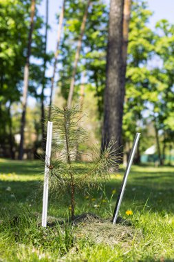  Orman ya da park ekimi konsepti. Parktaki çam ağacının küçük bir tohumu.