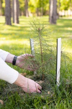 İnsanoğlunun elinde bir çam ağacının küçük bir tohumu. Orman ekimi kavramı. 
