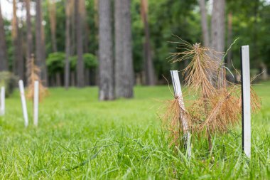 Parktaki bir çam ağacının küçük kuru fideleri. Orman ekme konsepti. İklim ve ekoloji sorunları. 