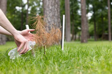 Plastik şişeden sulayan adam ölü ağaç. İklim ve ekoloji sorunları