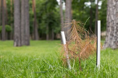 Parkta çam ağacının küçük kuru tohumu. İklim ve ekoloji sorunları. 
