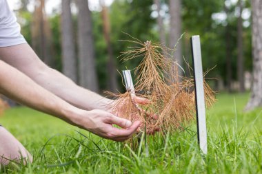 Parktaki çam ağacının küçük kuru filizine bakan bir adam. İklim ve ekoloji sorunları