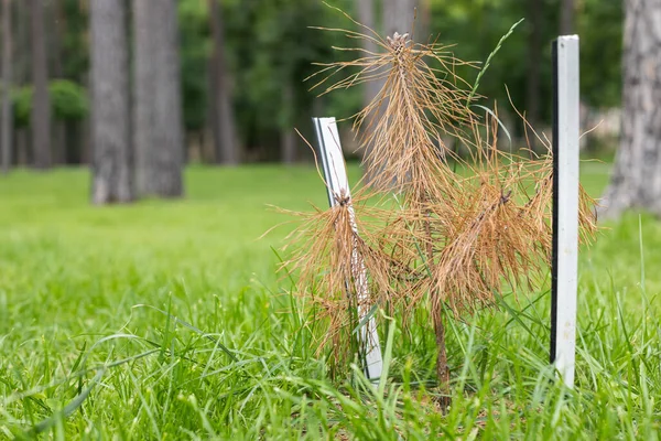 Parkta çam ağacının küçük kuru tohumu. İklim ve ekoloji sorunları. 