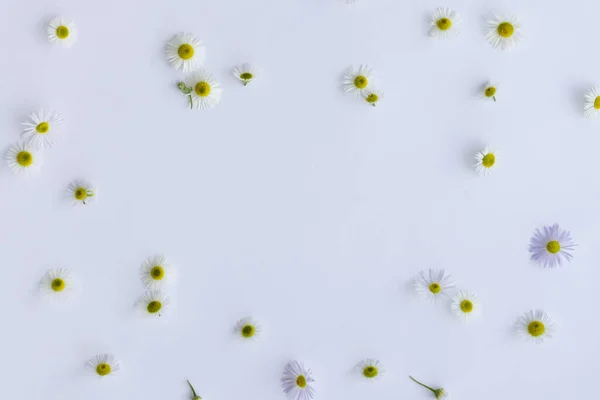 Wild camomile flowers on a white background with a place for text. Floral backdrop