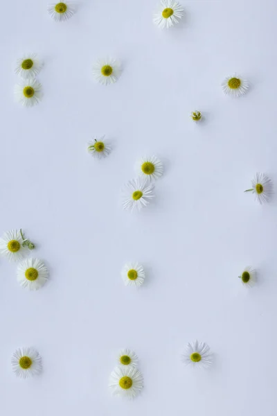 Дикі Квіти Ромашки Білому Тлі Квітковий Фон — стокове фото