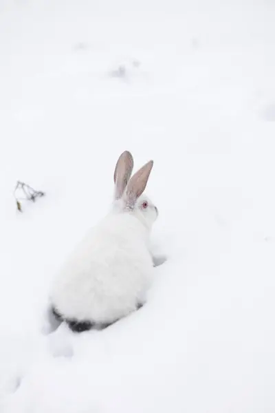 白いウサギが外で雪の上を歩いている リアビュー — ストック写真
