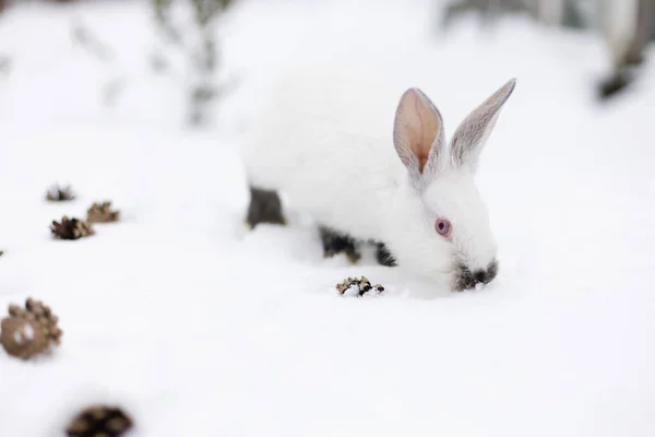 ホワイトウサギ歩いて 松のコーンの間の雪の上に何かを嗅ぎます — ストック写真
