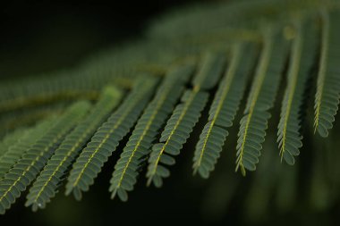Yeşil tropikal yaprak. - Yakın çekim. Seçici odak