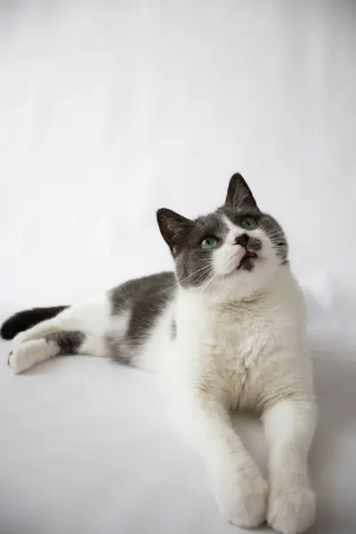 Yeşil Gözlü Meraklı Kedi Beyaz Arka Planda Yatıyor Seçici Odak — Stok fotoğraf