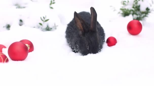 Üzerinde Kırmızı Noel Topları Olan Karda Küçük Siyah Bir Tavşan — Stok video