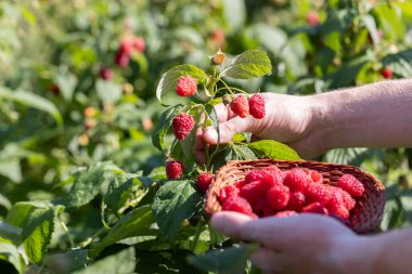 Adam küçük bir hasır kasede ahududu topluyor. - Yakın çekim. Hasat konsepti.