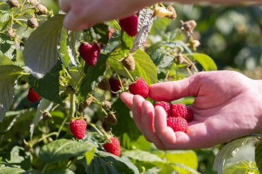 Olgun sulu ahududu toplayan bir adam, yakın plan. Hasat konsepti