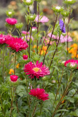 Bahçede çiçek açan çok renkli Asterlar. Yakın çekim, seçici odaklanma