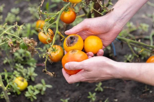 Domates hastalıkları. Çiçekler meyvelerin üzerinde çürür. Çiftçilerin ellerinde zarar görmüş domatesler. Yakın plan.