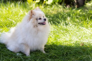 Bahçedeki yeşil çimlerin üzerinde oturan kirli yüzlü Spitz.