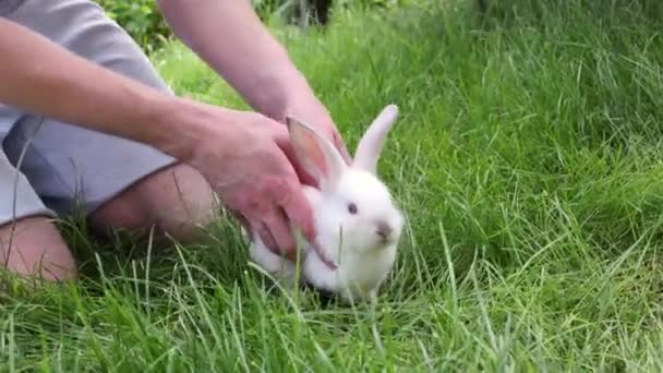 白いふわふわのバニーを持っている男 庭の芝生の上に白いウサギを持っている男 フルHd映像 — ストック動画