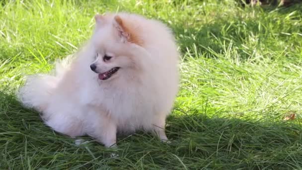 スピッツは緑の芝生の上に座っている 外を歩いている犬 フルHd映像 — ストック動画