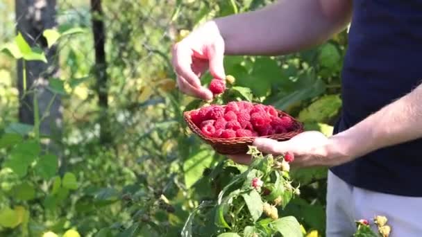 Man Hands Picking Raspberries Small Wicker Bowl Closeup Harvesting Concept — Stock Video