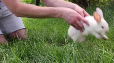 Beyaz tüylü tavşanı yakalayan bir adam. Bahçedeki çimlerin üzerinde beyaz tavşanlı bir adam. Tam HD görüntüler